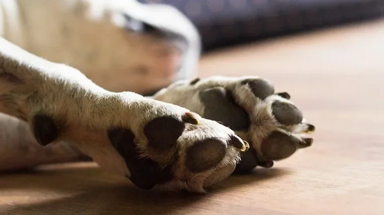 The Many Potential Causes of Seizures in Pets