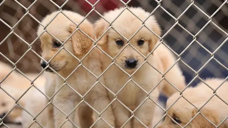 The Newest Twist to the Puppies-for-Profit Scheme The Newest Twist to the Puppies-for-Profit Scheme