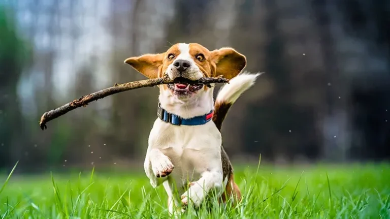 The Real Reason Your Dog Won’t Drop That Stick The Real Reason Your Dog Won't Drop That Stick