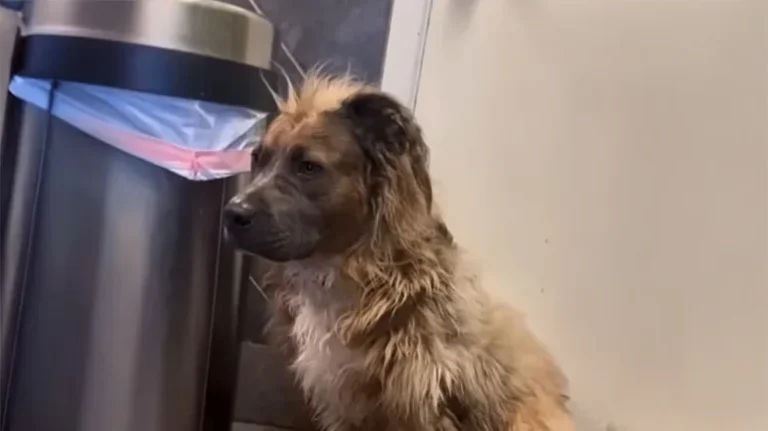 The Saddest Shelter Dog Became Her Soulmate