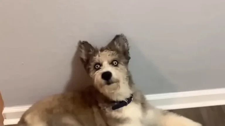 The Wobbly Pup Who Stole Hearts