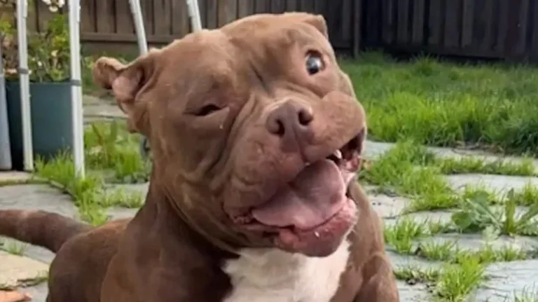 This Dog Can't Hear, but She's Pure Joy