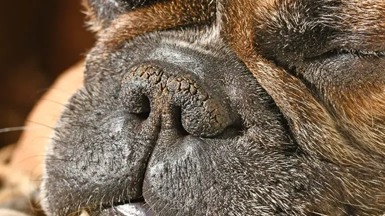 This Sneaky 'Crust' Can Show Up on Paws or Snoots