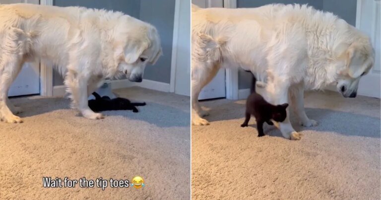 Tiny Cat Clings to Golden Retriever’s Paw, Leaves Him Unsure How To Act