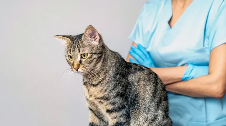Top 5 Genetic Diseases in Cats