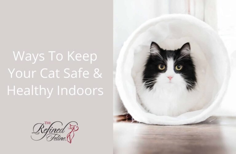 Ways To Keep Your Cat Safe and Healthy Indoors