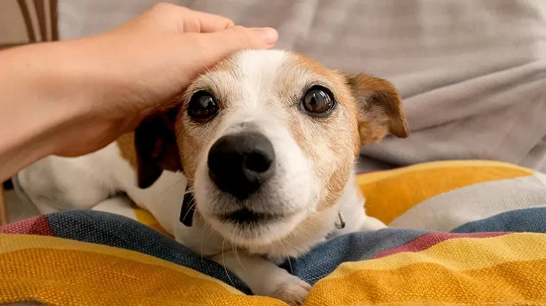 What Does Your Dog Value Most