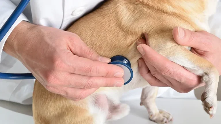 What Is Canine Heart Murmur?