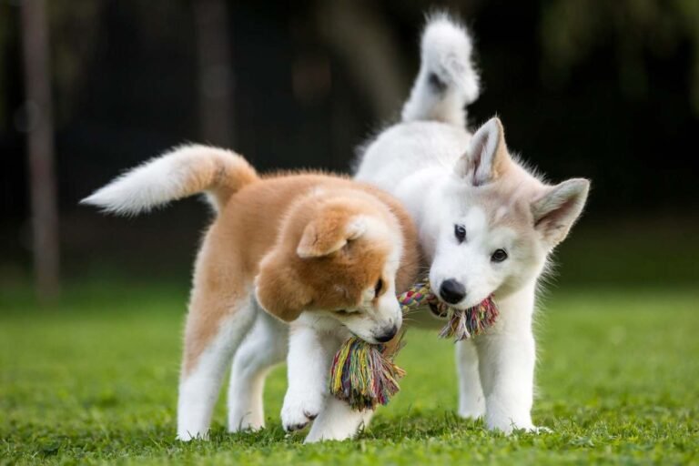 Husky puppies playing, What are signs of a dog being poorly socialized.