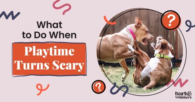 What to Do When Playtime Turns Scary