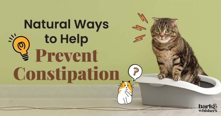 When Bathroom Time Becomes a Struggle for Your Furry Companion