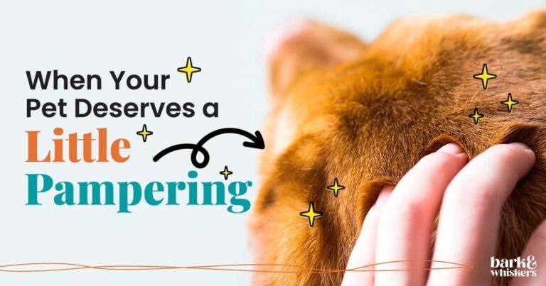 When Your Pet Deserves a Little Pampering