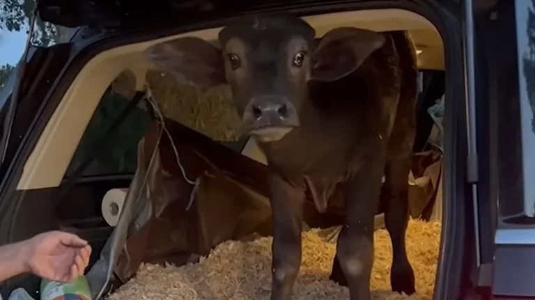 When a Baby Buffalo Finds His Person When a Baby Buffalo Finds His Person