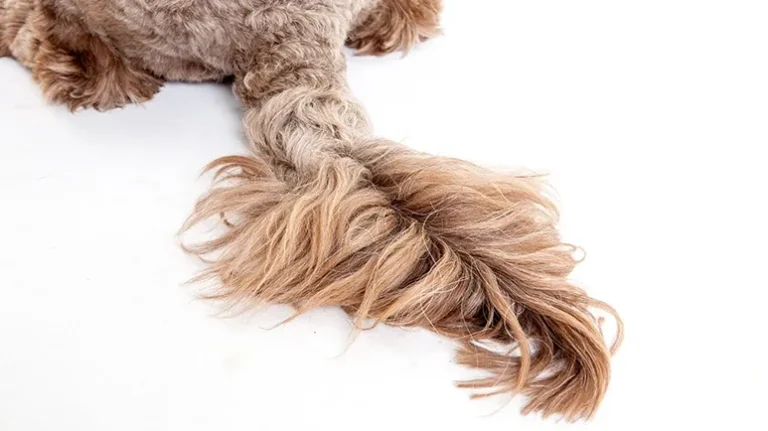 When a Happy Tail Suddenly Goes Limp