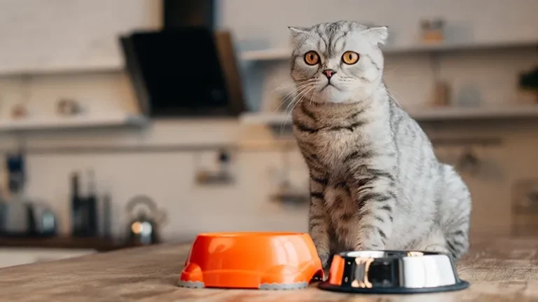 Why Cat Needs So Much Animal Meat