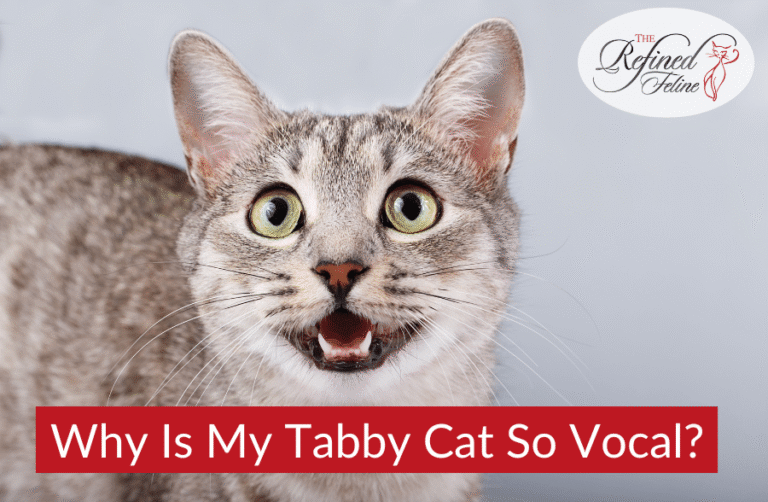 Why Is My Tabby Cat So Vocal