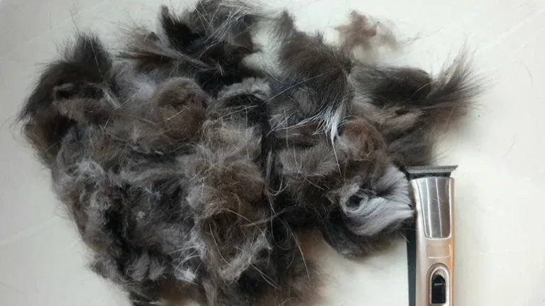 Why Shaving Your Pet Could Be a Big Mistake