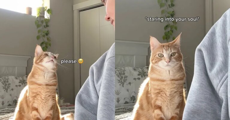 Working Owner Can’t Refuse Cat Asking for Snuggles