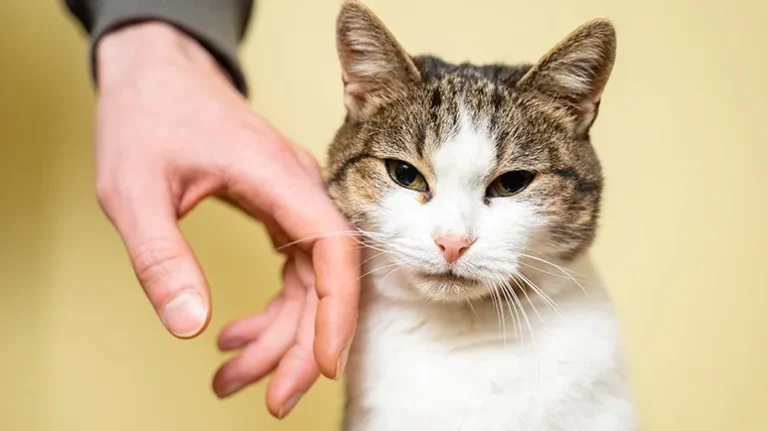 10 Adoring Ways Your Cat Proclaims You a VIP