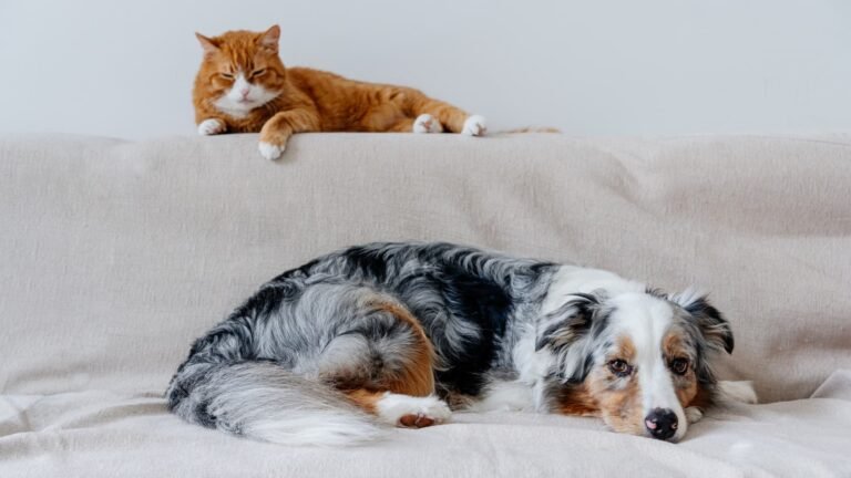 10 Ways to Save Money On Pet Care