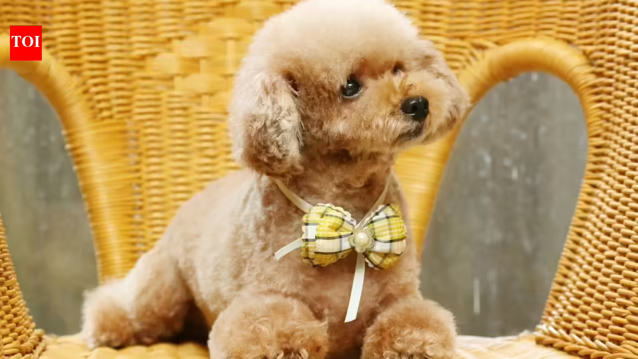 10 best toy and miniature dog breeds that make wonderful family pets 10 best toy and miniature dog breeds that make wonderful family pets