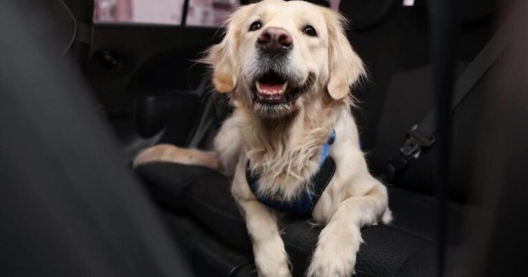 Paws on the road: Tips for a dog-friendly vacation