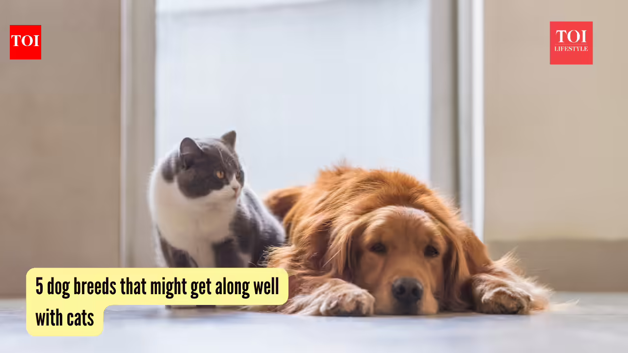 4 dog breeds that might get along well with cats 4 dog breeds that might get along well with cats