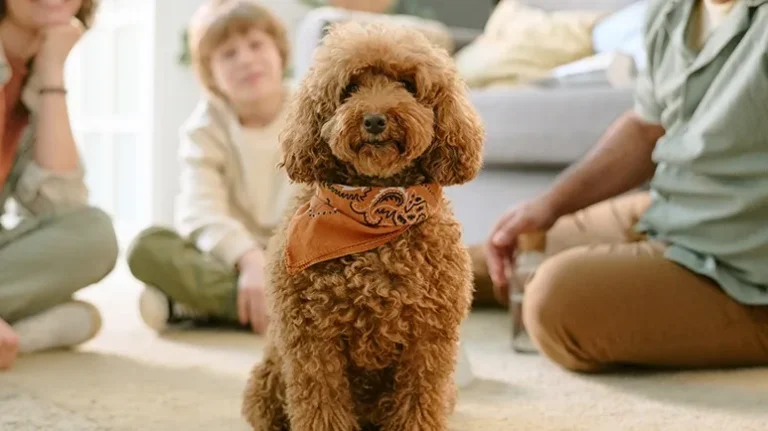 5 Steps to Welcome New Dogs