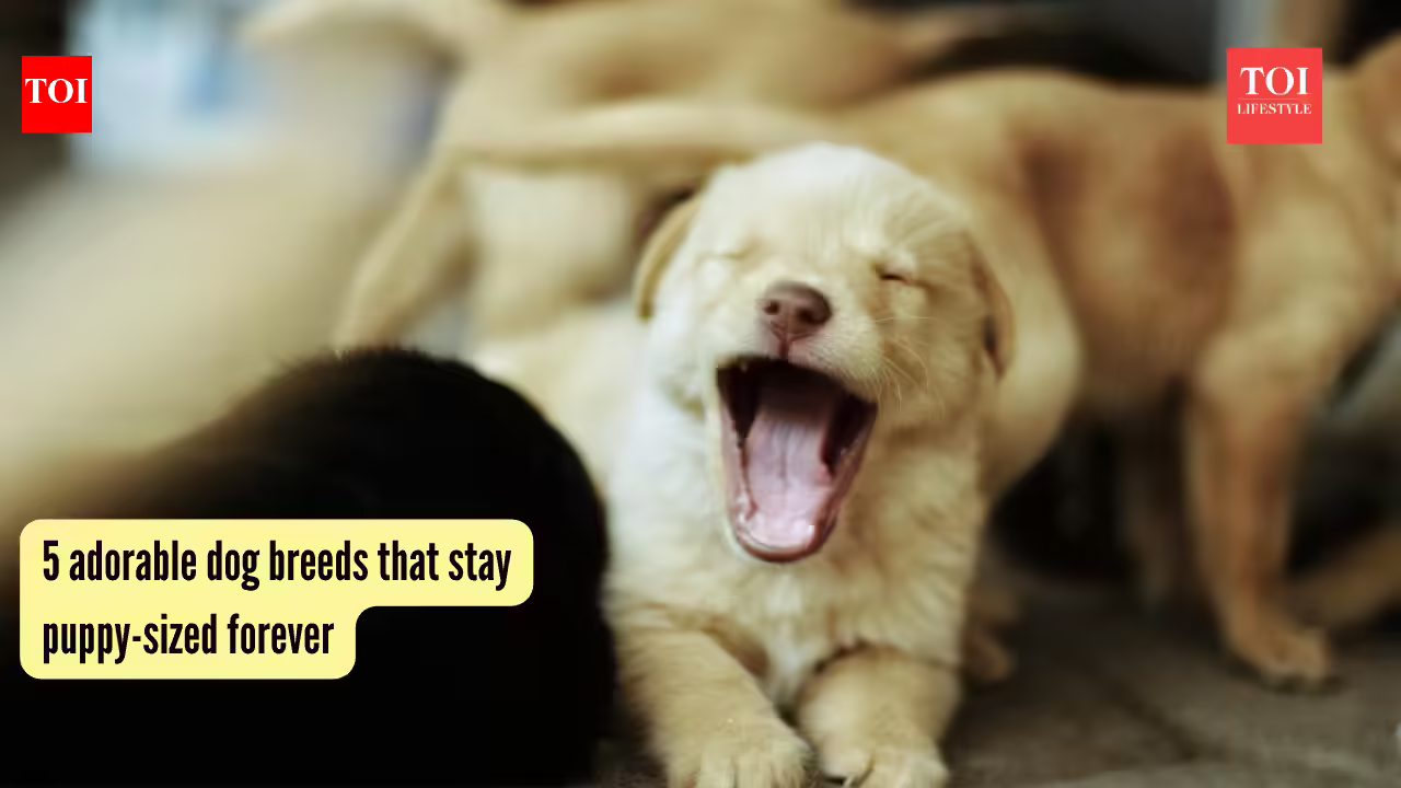 5 adorable dog breeds that stay puppy-sized forever 5 adorable dog breeds that stay puppy-sized forever