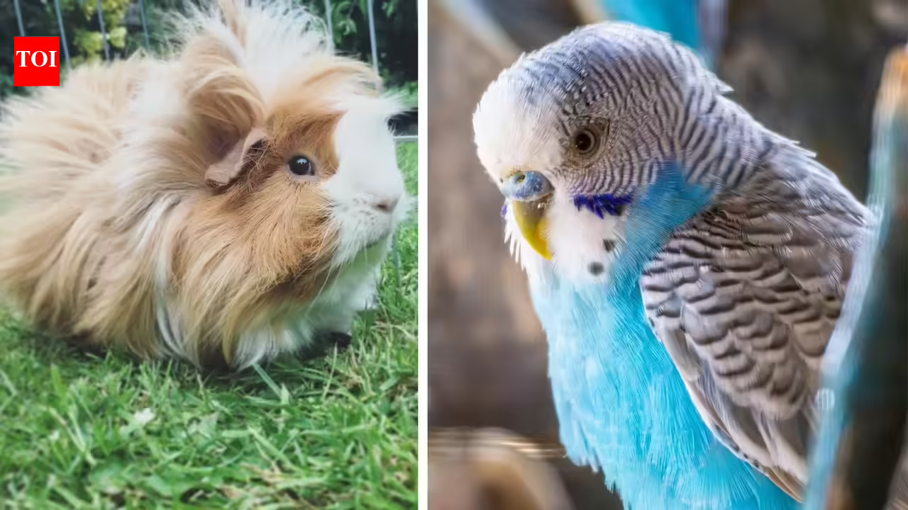 5 beginner-friendly pets for apartments and busy owners 5 beginner-friendly pets for apartments and busy owners