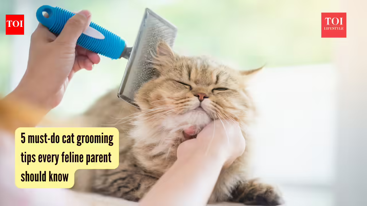5 must-do cat grooming tips every feline parent should know 5 must-do cat grooming tips every feline parent should know