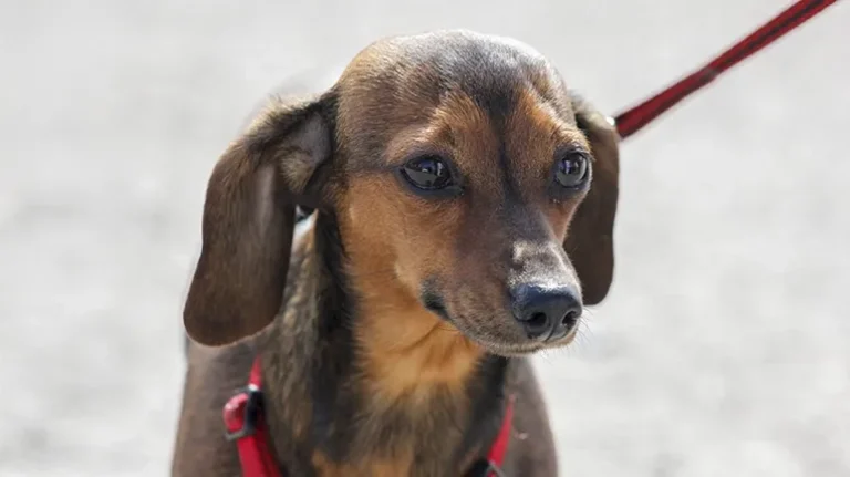 9 Safety Tips for a Successful Summer with Your Dog 9 Safety Tips for a Successful Summer with Your Dog
