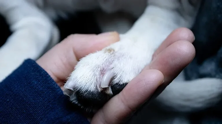 A Common Paw Problem That Can Make Walking Painful A Common Paw Problem That Can Make Walking Painful