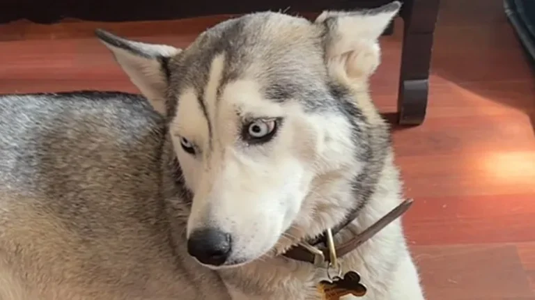 A Rescue That Turned Into 7 Lives A Rescue That Turned Into 7 Lives