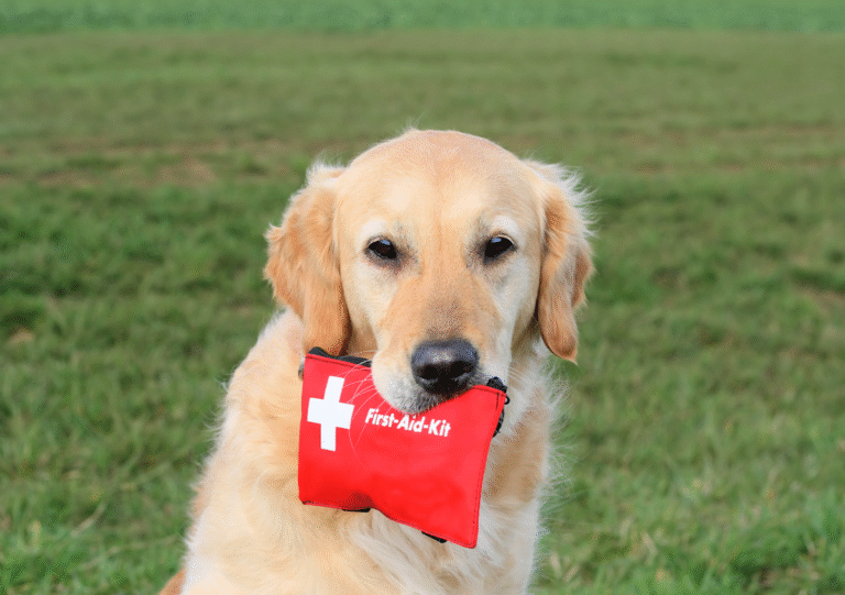 AKC Reunite Encourages Pet Owners to Create a Plan on National Animal Disaster Preparedness Day AKC Reunite Encourages Pet Owners to Create a Plan on National Animal Disaster Preparedness Day