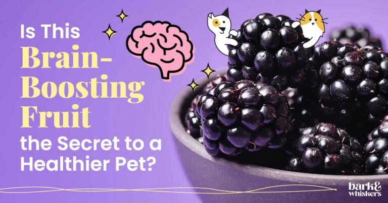 Are Blackberries Good for Pets? Are Blackberries Good for Pets?
