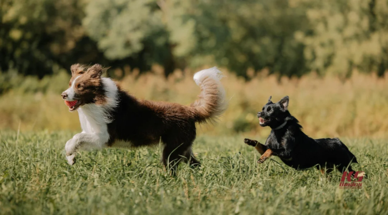 Boarding for High-Energy Dogs: Beyond the Standard Kennel 12