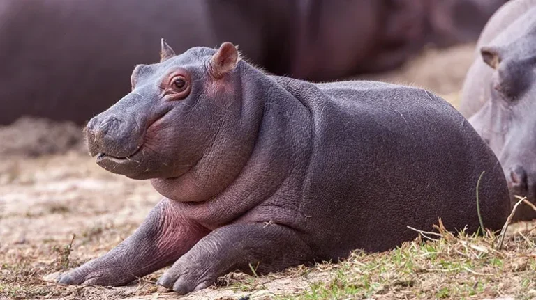 Can Animals of Different Species Really Be Friends?