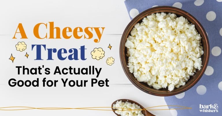 Can Pets Eat Cottage Cheese?