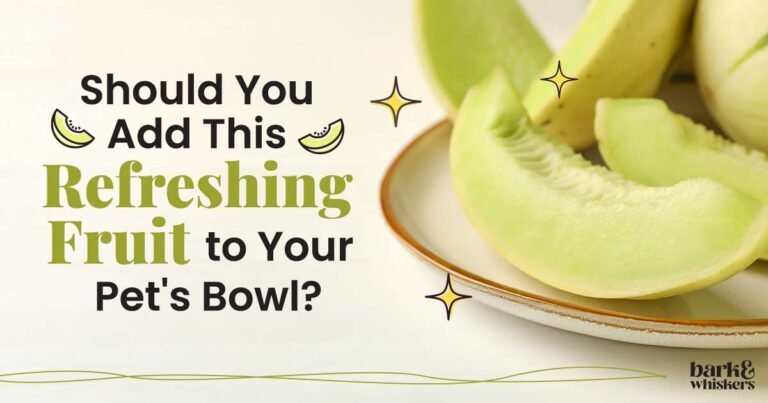 Can Pets Eat Honeydew?