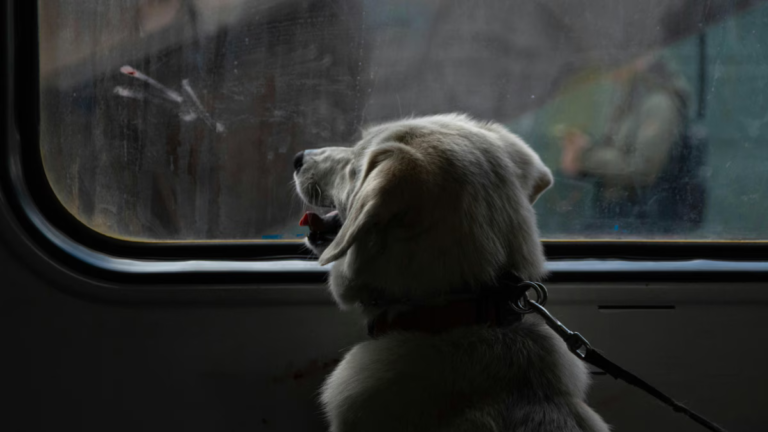 Can You Travel With Pets On Vande Bharat Sleeper? A Simple Guide For First-Time Pet Parents Can You Travel With Pets On Vande Bharat Sleeper? A Simple Guide For First-Time Pet Parents