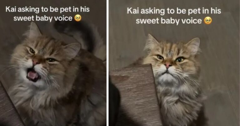 Cat Adorably Asks for Pets in ‘Sweet Baby Voice'