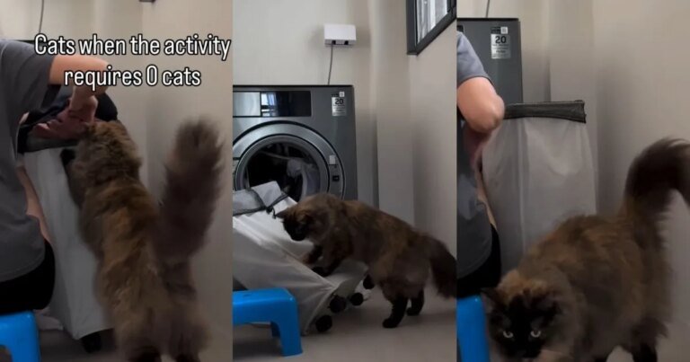 Cat Adorably Wants To Help Owner With Laundry