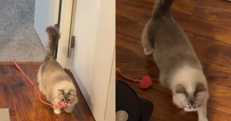 Cat Brings Toy to Owner as She Wants To Play Fetch