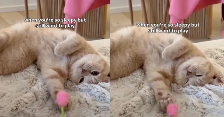 Cat Can’t Stop Playing With Flower Toy Despite Feeling Sleepy Cat Can’t Stop Playing With Flower Toy Despite Feeling Sleepy