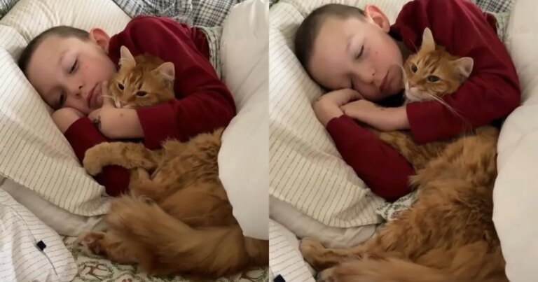 Cat Climbs Into Little Boy’s Bed To Wake Her Up, Ends up Cuddling Instead Cat Climbs Into Little Boy’s Bed To Wake Her Up, Ends up Cuddling Instead