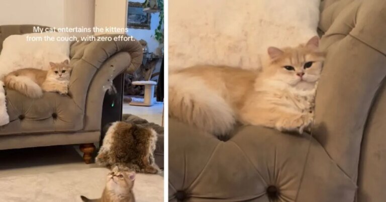 Cat Effortlessly Entertains Kitten From Couch Cat Effortlessly Entertains Kitten From Couch