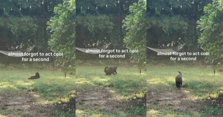 Cat Forgetting To 'Act Cool' for a Moment Wins Hearts