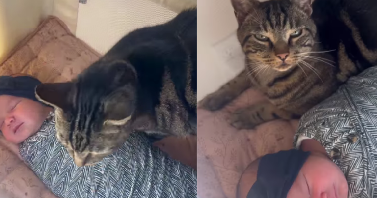 Cat Gently Finds His Way Into Baby’s Cradle & Snuggles Next to Her Cat Gently Finds His Way Into Baby’s Cradle & Snuggles Next to Her