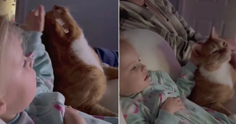 Cat Gets Gentle Pets From Little Girl While They Cuddle & Share Snacks